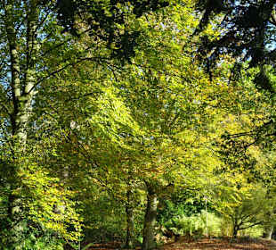 Herbstspaziergang durch den Schlosspark Lütetsburg