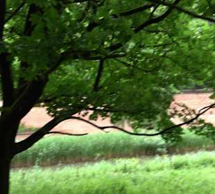 Baumlehrpfad Glacis Park