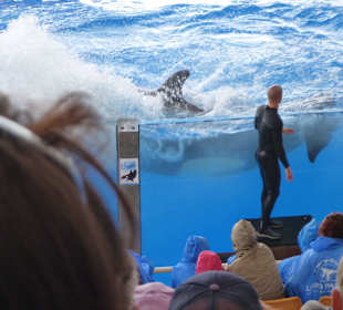 Orca Ocean Show