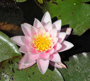 Rundgang durch den Kanalgarten der Eremitage