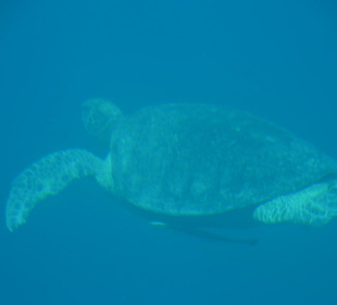 Schildkröte