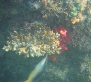 Unterwasseraufnahme am Hausriff