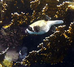 Maskenkugelfisch
