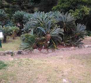 Botanischer Garten Kirstenbosch