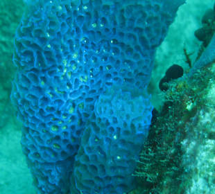 Highlight: Deux Pitons / St. Lucia