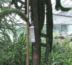 Wüstenpflanzen -  Alter Botanischer Garten