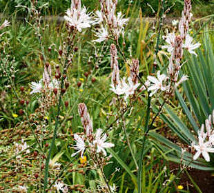 Palheiro Gardens