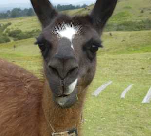 Lamas zahm, man konnte richtig nah ran