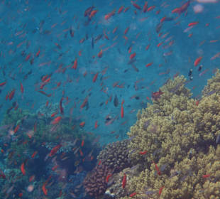 Hotel Gorgonia Beach