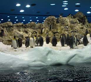 Pinguine