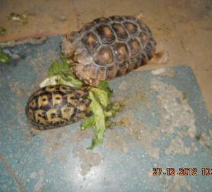 Schildkröten zu sehen in El Gouna