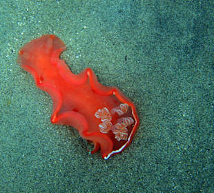 Spanische Tänzerin 2