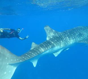 Schnorcheln mit Walhai