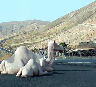 Inselrundfahrt AIDA Tagestour