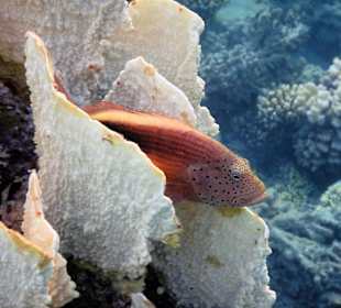 Schnorcheln Marsa Alam