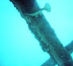 Kofferfisch unter dem Steg 