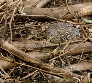 Abuko Nature Reserve