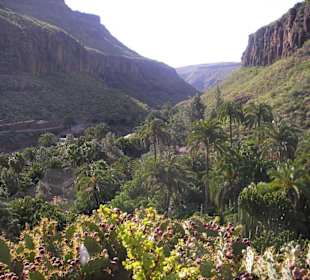Die Schlucht des Palmitos Park