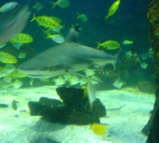 Sealife Oberhausen