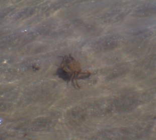 Krabben am Strand