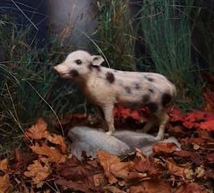 Vogel-und Jagdtierkunde