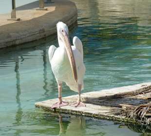 Den bringt nichts aus der Ruhe