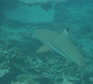 Schwarzspitzenriffhai