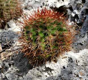 Kaktus am Rand des Wanderweges