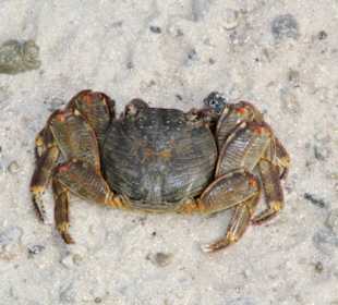 Krebs am Strand