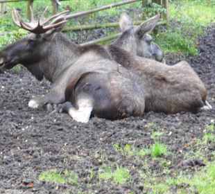 Wildparkimpressionen