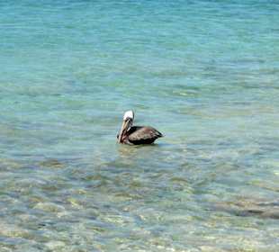 Ein Pelikan in der Bucht