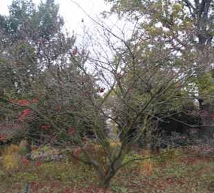 Parkanlage Planten un Blomen