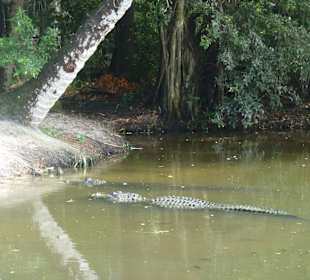 Fütterung der Alligatoren