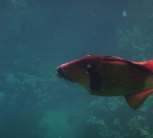 Riesen - Drückerfisch