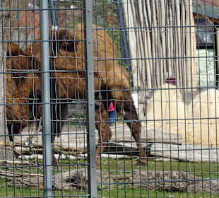 Wilhelma Blick vom Rosensteinpark
