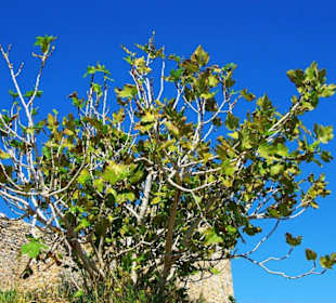 Burg von Alanya (Ic Kale) An&/Abfahrt