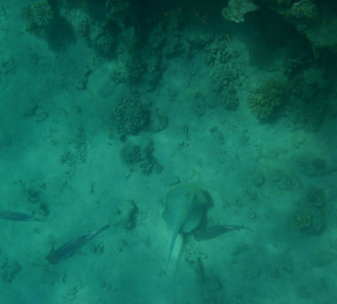 Blaupunktrochen Hotel Beach Albatros Sharm