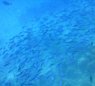 Piękna ławica na rafie hotelowej Pharaoh Beach Resort