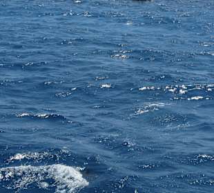 Delfin taucht grad wieder ab 