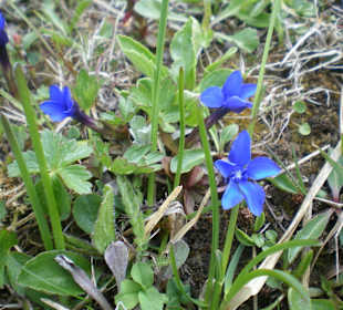 Überall Blümchen am Wegesrand