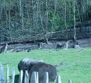 Graues Riesenkänguru