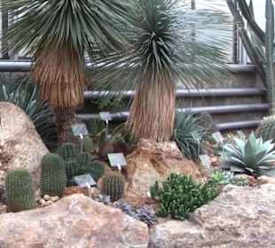 Unteres Kakteenhaus
