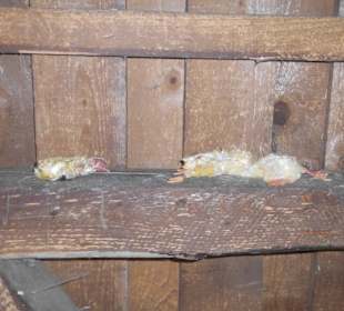 Weltvogelpark Walsrode