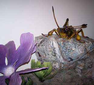 Muzeum Haus Alpine Naturschau