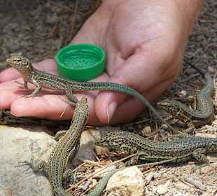 Insel Dragonera - die kleinen Echsen gibt es in Ma