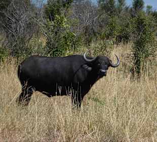 Krüger Nationalpark