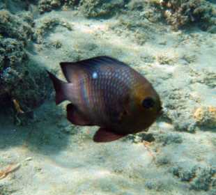 Hotel Lahami Bay Hausriff