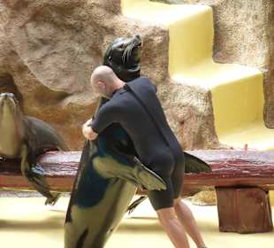 Seelöwen machen richtig Action