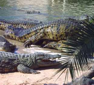 Krokodilpark