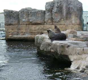 Seerobben - im Hintergrund die Nordsee